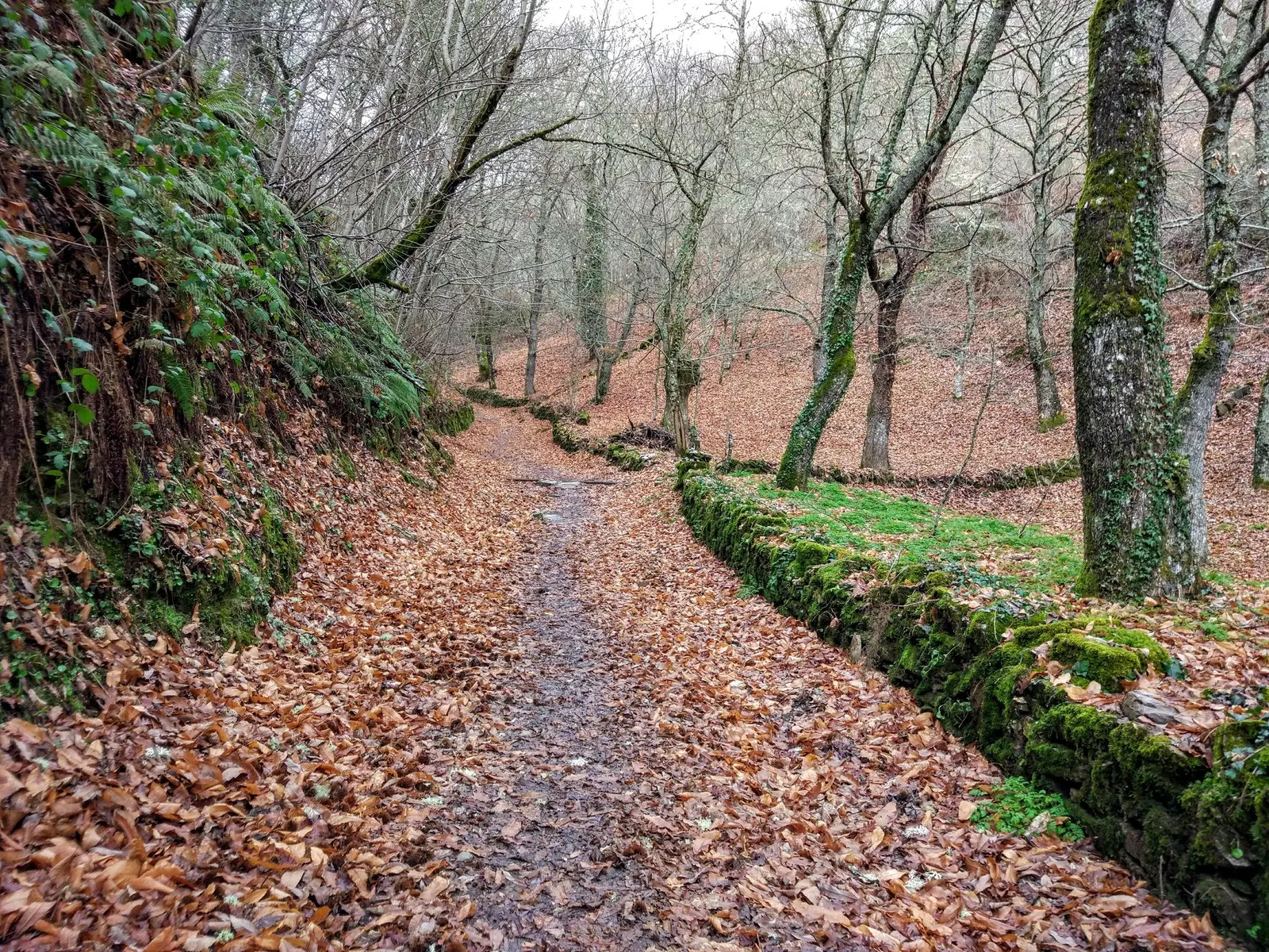 Sendero arbolado del Camino de Santiago del Norte cubierto de hojas de otoño