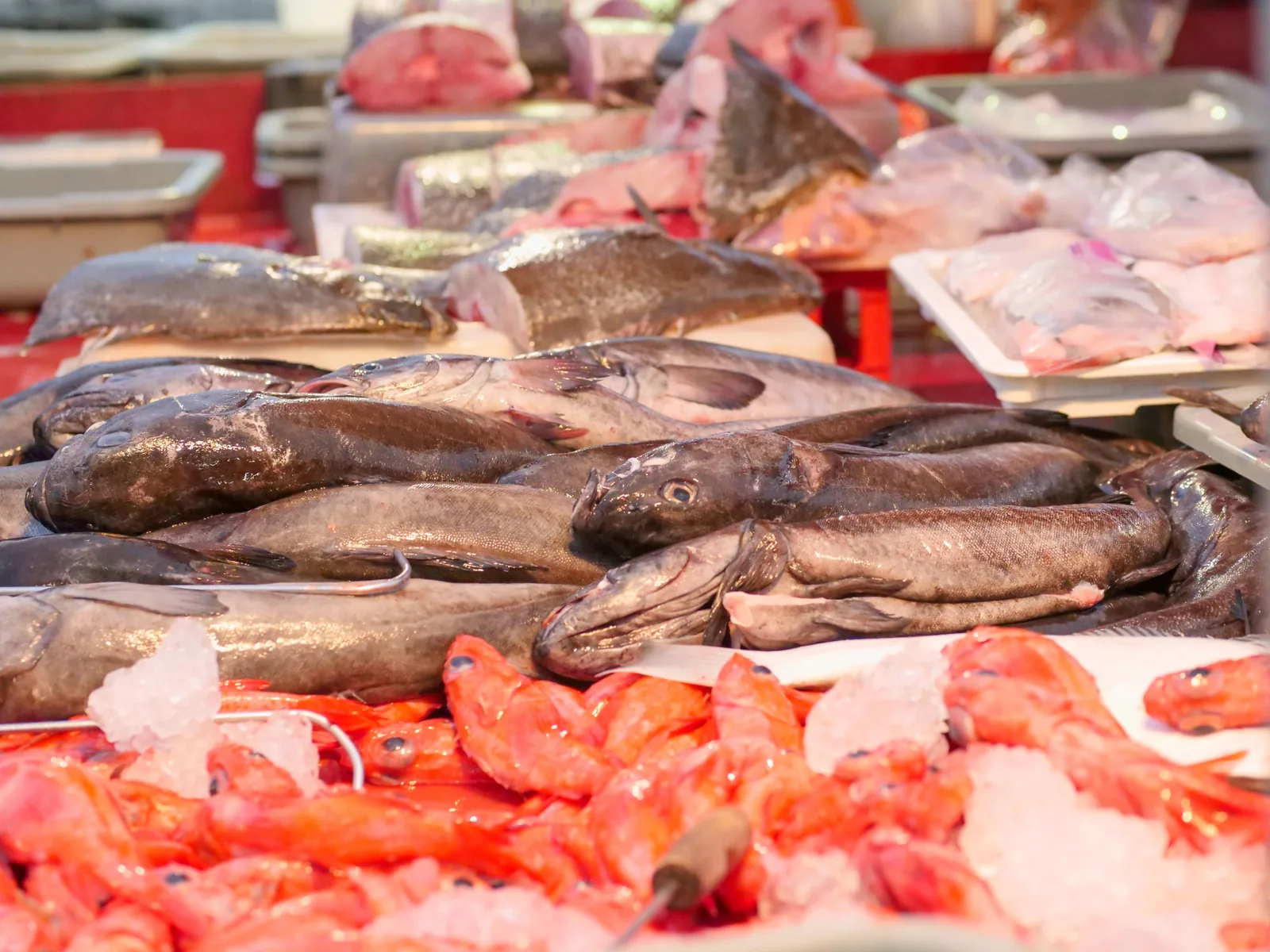 Pescado y marisco fresco del Cantábrico en la lonja — merluza y gambas de los puertos del occidente asturiano, cerca de Ortiguera y Coaña